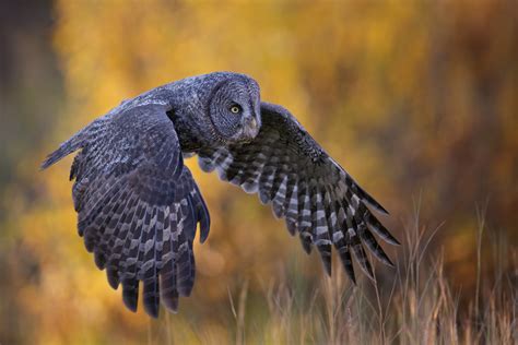 Great Gray Owl Flying