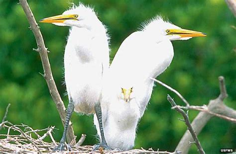 National Wildlife Refuges in Arkansas | Arkansas National Wildlife Refuges