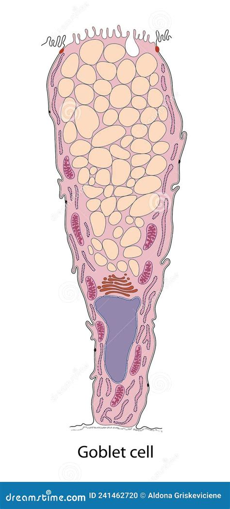 Structure Goblet Cells Of The Intestine. Infographics. Vector Illustration On Isolated ...