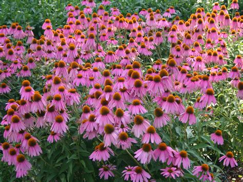 Echinacea purpurea (Eastern Purple Coneflower) | World of Flowering Plants