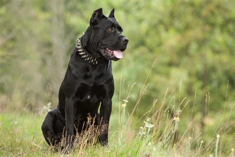 Top 4 Cane Corso Breeders In Illinois You Can Trust