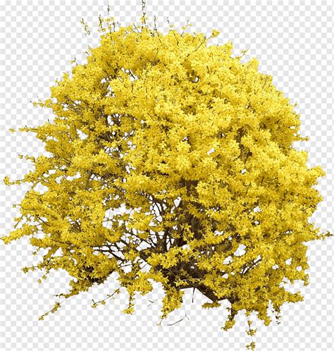 Yellow petaled flowers illustration, Shrub Forsythia Flower Tree ...