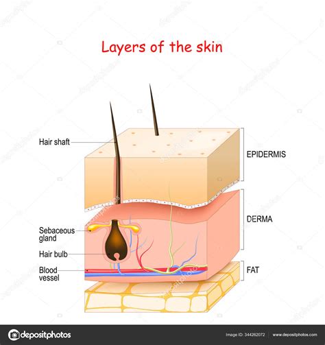 Skin Layers. Epidermis, dermis, hypodermis (fat). Stock Vector Image by ...