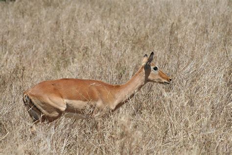 Gazelle looking for predators Photograph by Phillip Masters