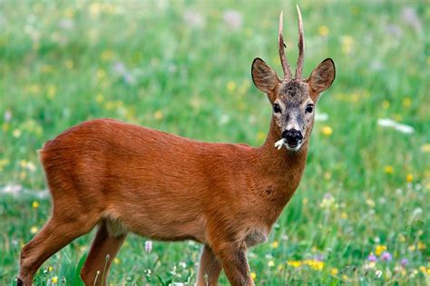 #Capriolo #animale #animal #natura #selvaggio #rispetto #ambiente #photo #foto #fotografia # ...