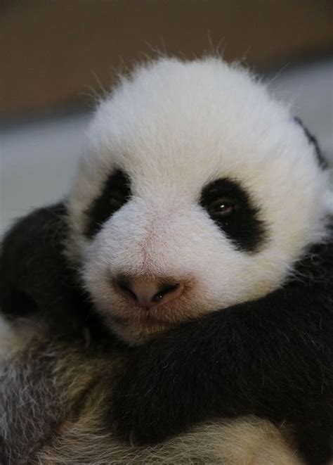 Adorable Giant Panda Cubs at the Toronto Zoo