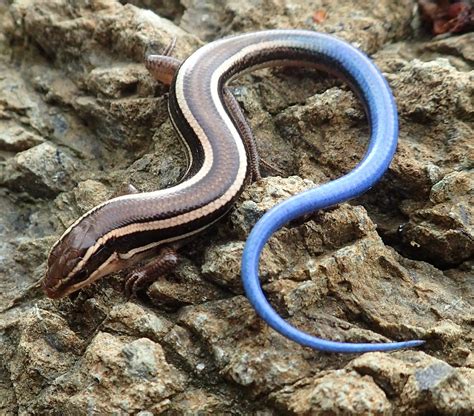 Western Skink (Plestiodon skiltonianus) at Herpedia™.com