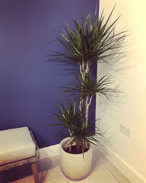 Dragon Tree - indoor plant | Indoor plants, Dragon tree, Plants