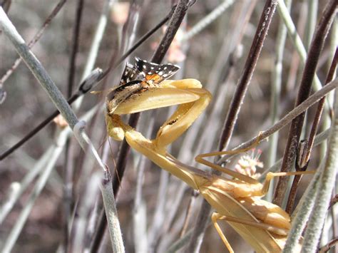 Nature ID: European mantis ~ 09/26/14 ~ Pinnacles