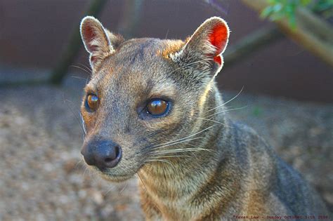 Abe's Animals: 2 of the coolest and endangered animals of Madagascar