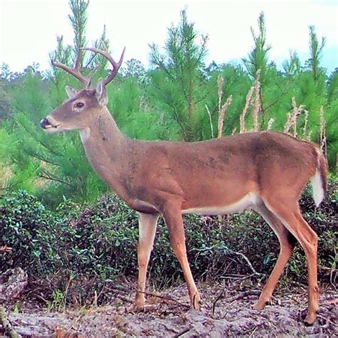 White-tailed Deer in Florida | FWC