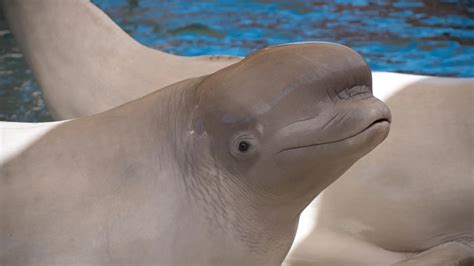 How Smart Are Beluga Whales? - Beluga Whale Intelligence - SciQuest