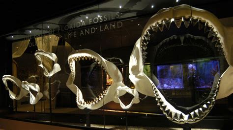 Real Megalodon Skeleton