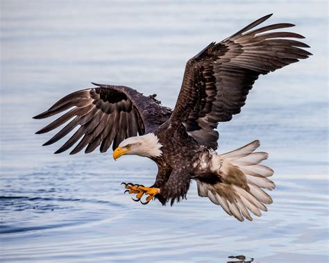 Eagle Flying HD Wallpapers - Top Free Eagle Flying HD Backgrounds - WallpaperAccess