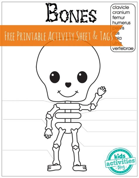 Skeleton Bones - Simple Human Anatomy for Kids