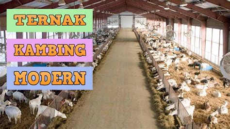 cara ternak kambing modern tanpa ngarit - investasi sesuai syariat islam