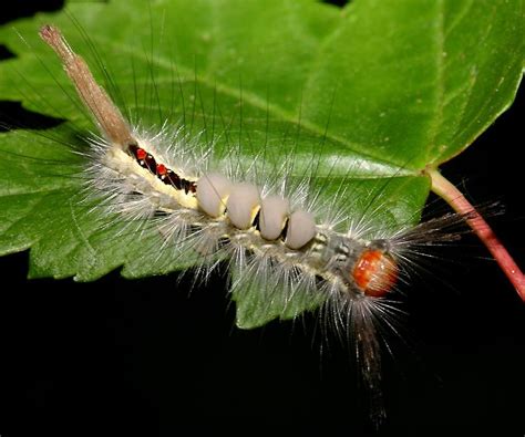 White-marked Tussock moth caterpillar | Dusky's Wonders