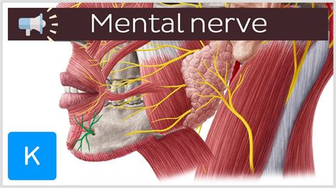 Mental Nerve Anatomy