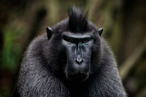 Animal Celebes Crested Macaque - Free photo on Pixabay