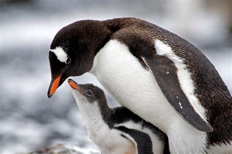 Gentoo Penguin | The Biggest Animals Kingdom