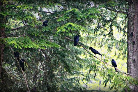 Sandra's Alaska Photography: May 26, 2012: Six Ravens on Branches...