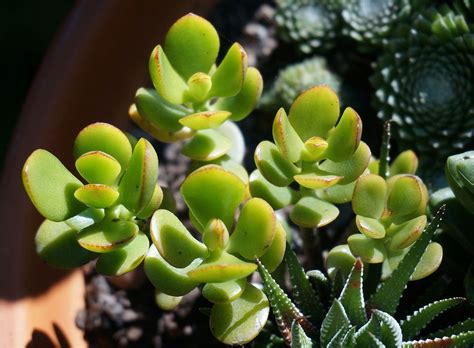 Jade Plant Propagation - How to Plant and Care for Jade Plants