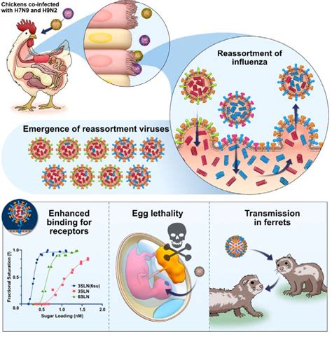 Co-infection of chickens with H9N2 and H7N9 avian influenza viruses leads to emergence of ...