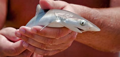 Getting Caught Can Induce Labor in Sharks and Rays | Hakai Magazine