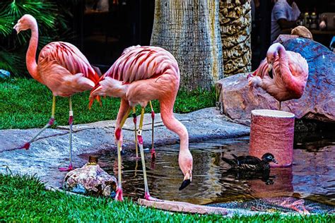 7 Best Zoos In Las Vegas That Can Not Be Missed When You Are On A ...