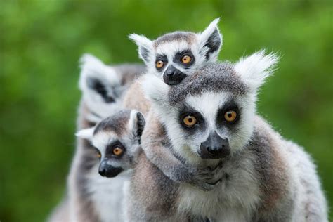 Lemur - Katta - Tier-Steckbrief - für Kinder & Schule