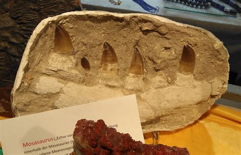 Fake Mosasaurus jaw? - Is It Real? How to Recognize Fossil Fabrications - The Fossil Forum