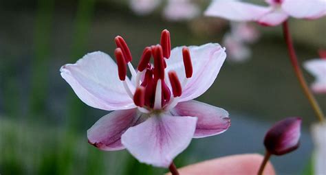 Butomus umbellatus (Butomaceae) image 93224 at PhytoImages.siu.edu