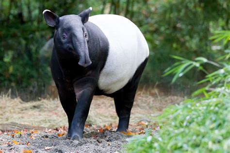 35 Incredible Tapirs Facts