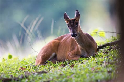 Premium Photo | Barking deer, wildlife in khao yai national park, world heritage site