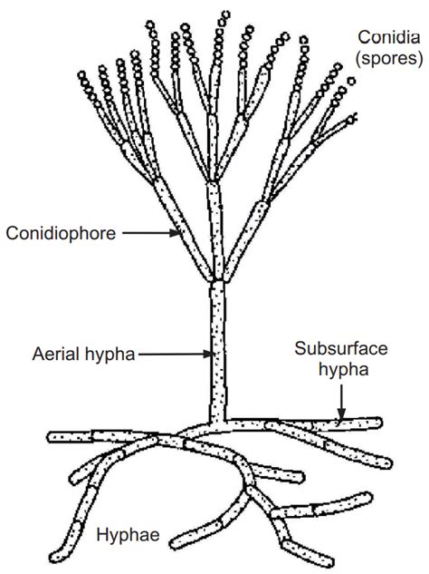 Fungi (Importance, Classification and More) - Solution Pharmacy