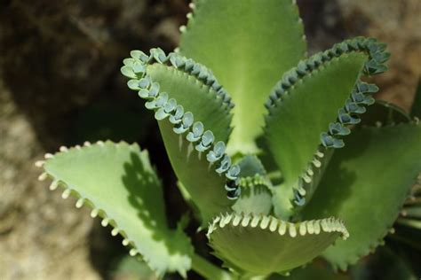 Bryophyllum pinnatum leaf - Google Search | Cacti & Succulents | Pinterest | Leaves and Search