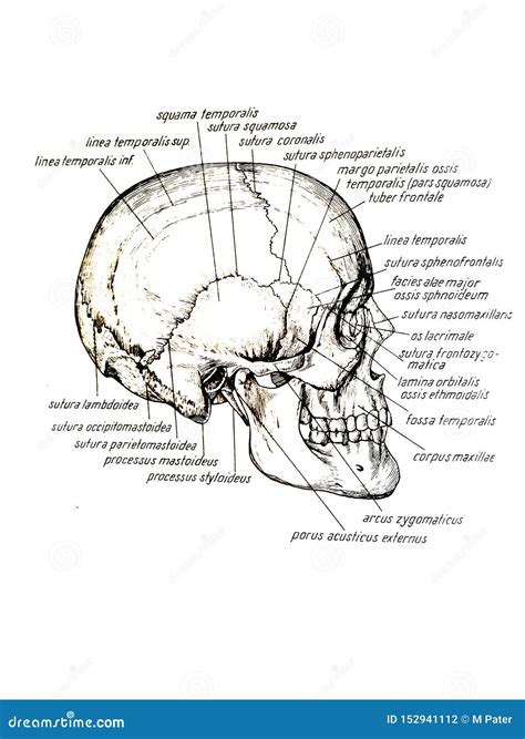 Lateral View of Skull and Skull Bones Names Stock Illustration - Illustration of medical, member ...