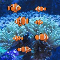 Fish Aquarium GIFs - Find & Share on GIPHY