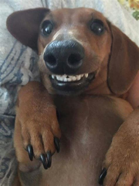 Pin by Loren on Dachshund | Wiener dog humor, Funny dachshund, Weiner dog