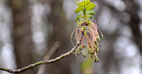 Almanac: Boxelder flowers | Flowers, Minnesota nature, Box elder