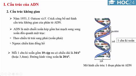 Chia sẻ hơn 85 ảnh về mô hình cấu trúc adn - Starkid