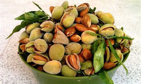 Almond Tree: Growing Your Favorite Snack | Epic Gardening