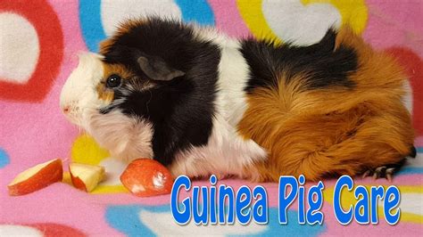 Guinea Pig Care - Requested - YouTube