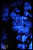 song of the moon flower by Darla-Illara on deviantART | Moon flower, Blue aesthetic, Feeling blue