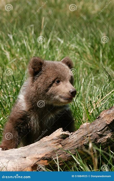 Grizzly Bear Cub Sitting on the Log Stock Image - Image of america ...