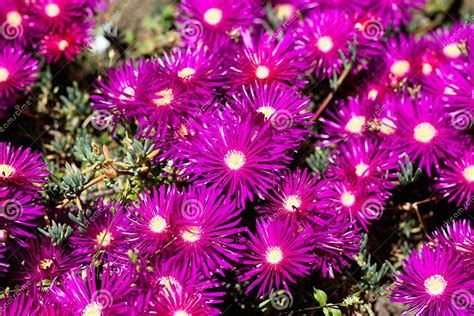The Hardy Ice Plant or Delosperma Succulent Pink Flower, Perennial Ground Cover with Daisy-like ...