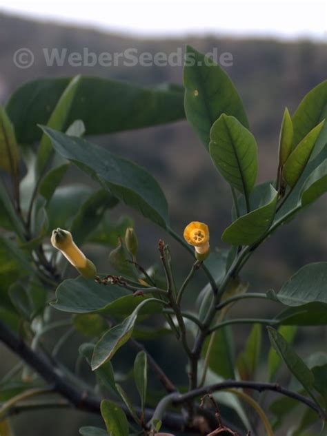 Nicotiana glauca, Tree tobacco - Seeds - plants - dried herbs