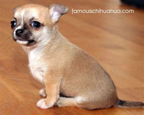 meet nacho, the über cute chihuahua puppy from haugesund, norway!| famous chihuahua