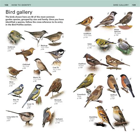 8 Photos Rspb Garden Birds Poster And View - Alqu Blog