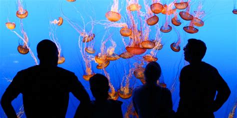 Aquarium of the Americas, New Orleans - Book Tickets & Tours | GetYourGuide